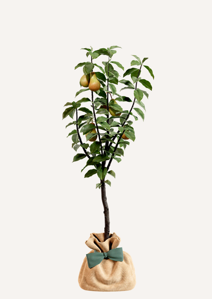 Offrir un arbre fruitier – poirier pour un cadeau original et utile