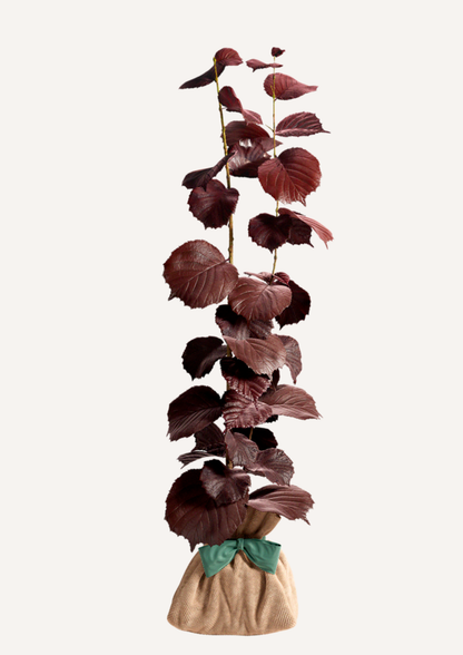 Offrir un noisetier pourpre – cadeau original qui dure bien plus que des fleurs