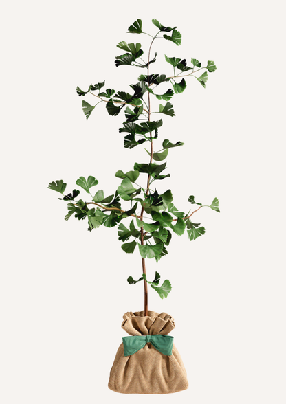 Offrir un ginkgo – idée cadeau durable à la place des fleurs
