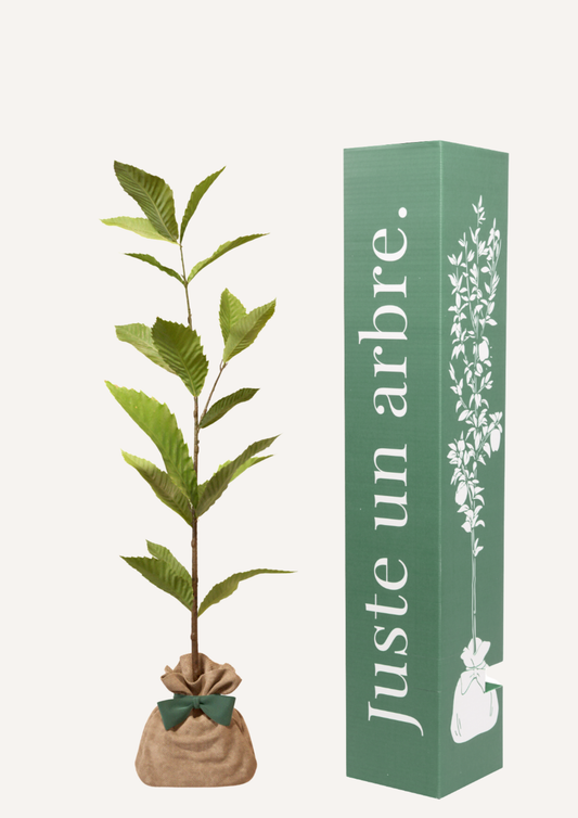 Offrir un châtaignier – un arbre en cadeau pour remplacer les fleurs
