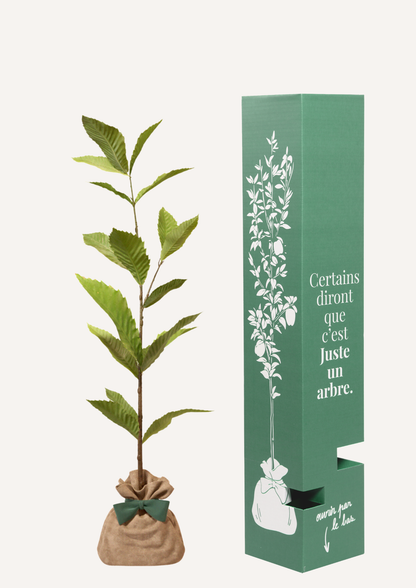 Offrir un châtaignier – un cadeau vivant bien plus fort qu’un bouquet