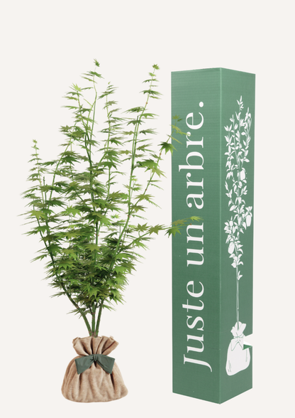 offrir un arbre a planter en pot