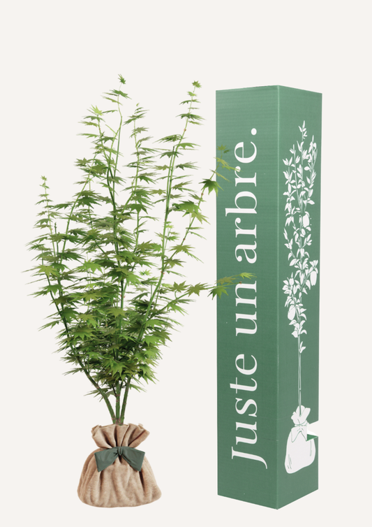 offrir un arbre a planter en pot