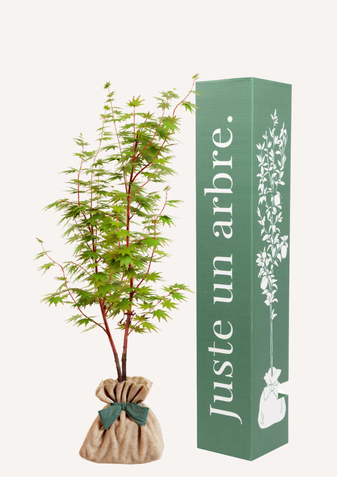Érable du Japon Sango Kaku branches corail hiver idée cadeau arbre symbolique