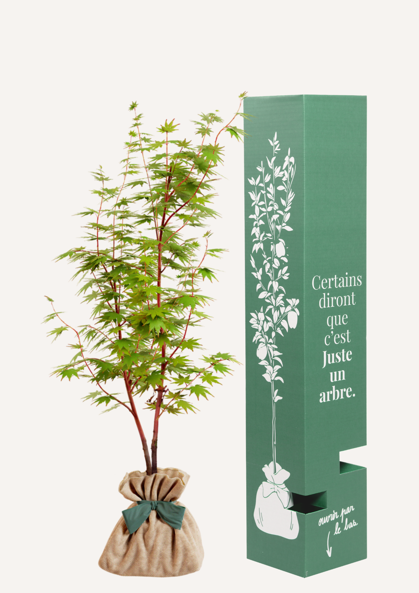 Acer palmatum Sango Kaku en pot feuillage automne arbre à offrir naissance mariage