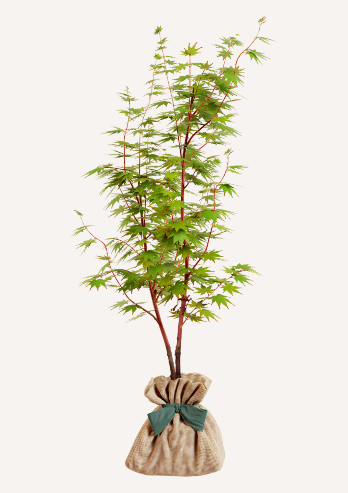 érable du Japon corail jardin arbre décoratif toute saison cadeau durable symbolique
