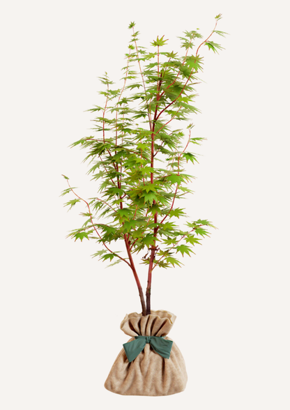 érable du Japon corail jardin arbre décoratif toute saison cadeau durable symbolique