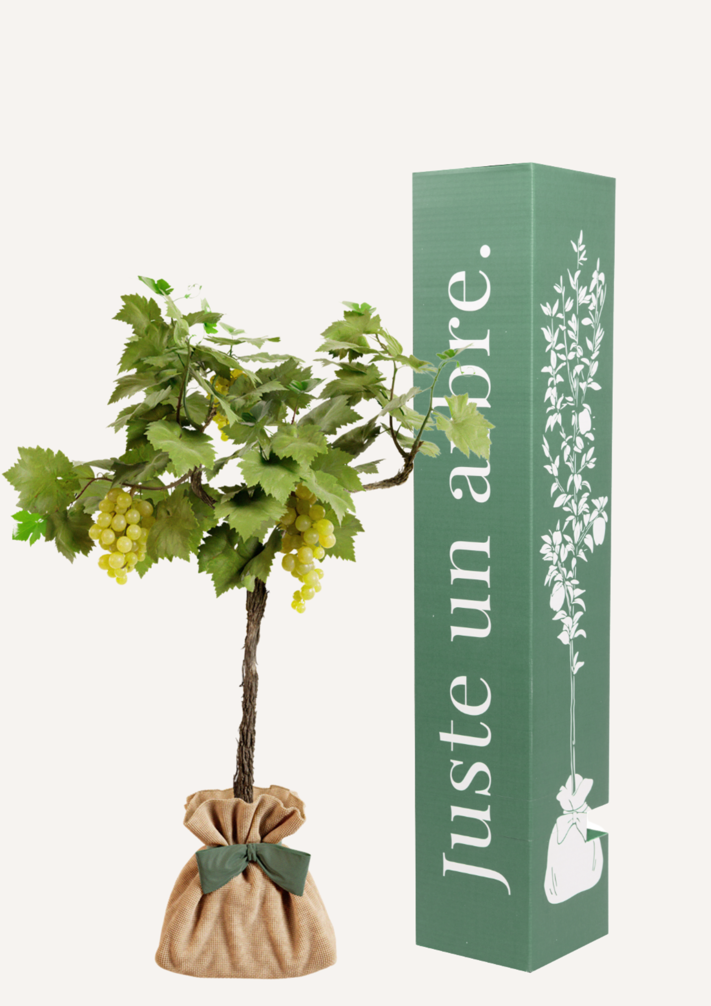 Vigne Chasselas Doré