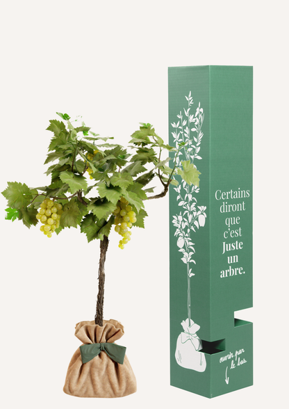 Vigne Chasselas Doré