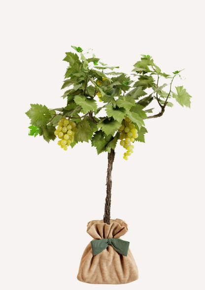 Vigne Chasselas Doré