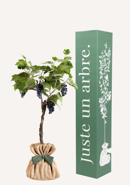 Vigne Muscat de Hambourg