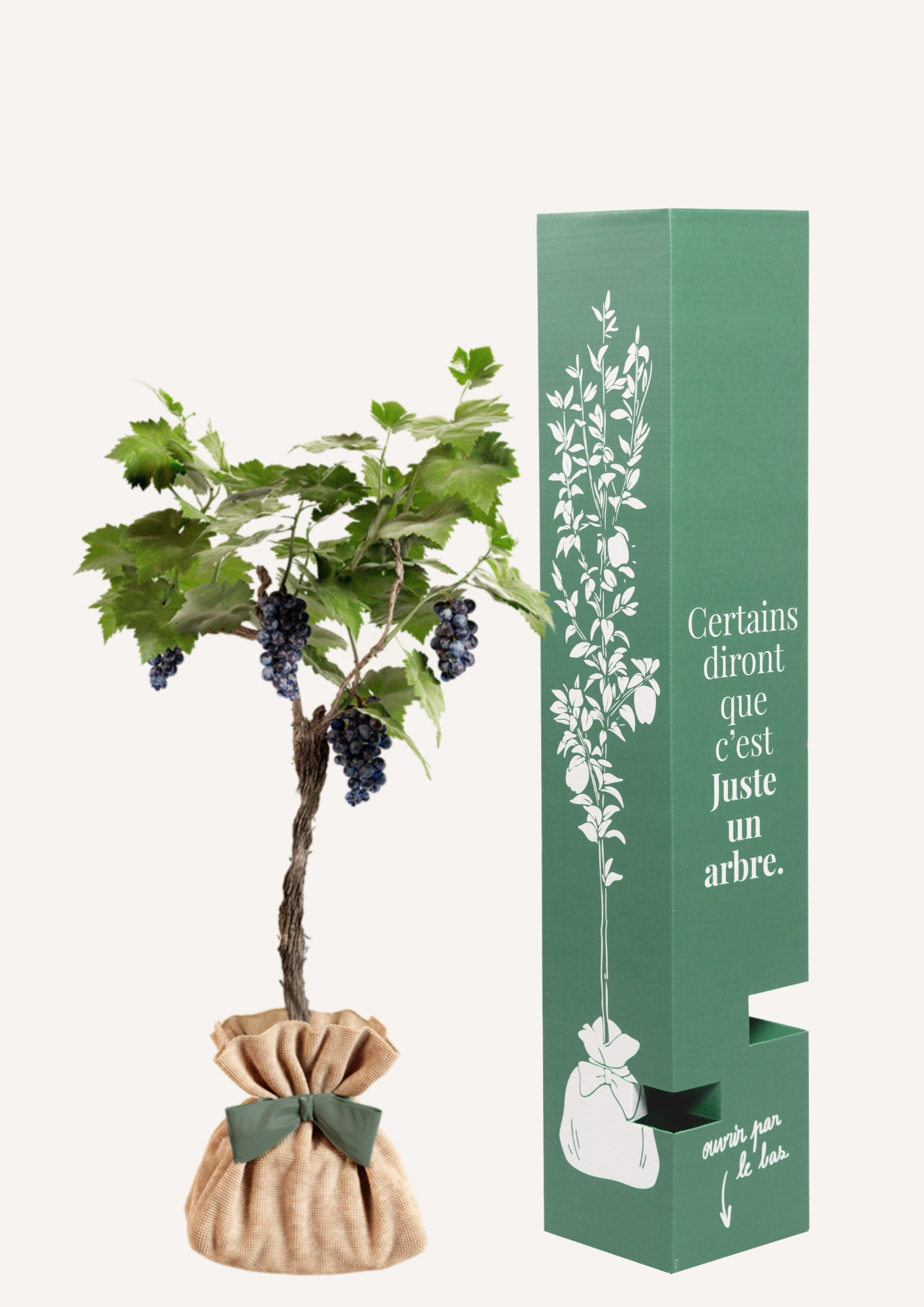 Vigne Muscat de Hambourg