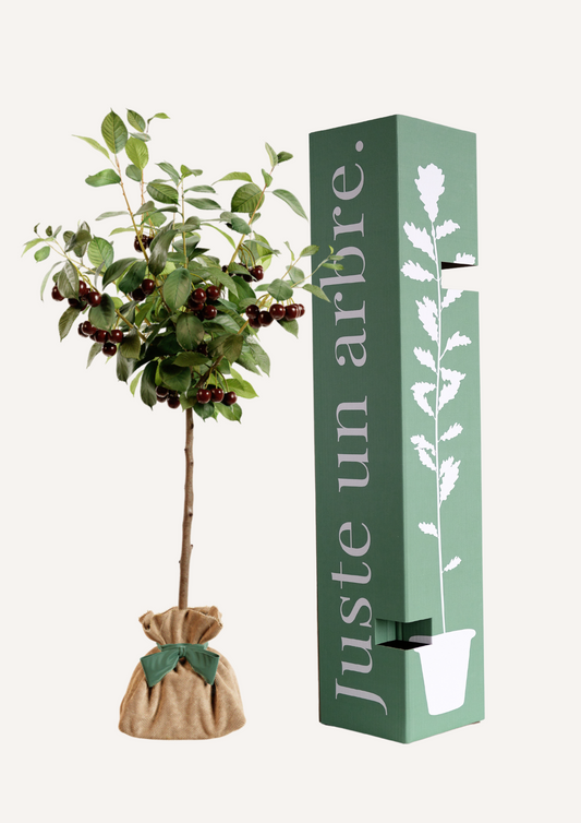 Cerisier Bigarreau - arbre fruitier à offrir en cadeau symbolique
