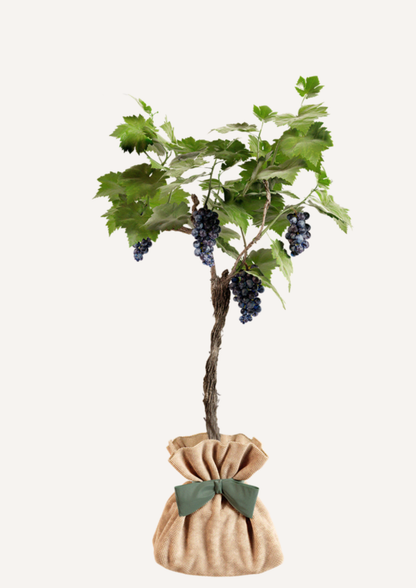 Vigne Muscat de Hambourg