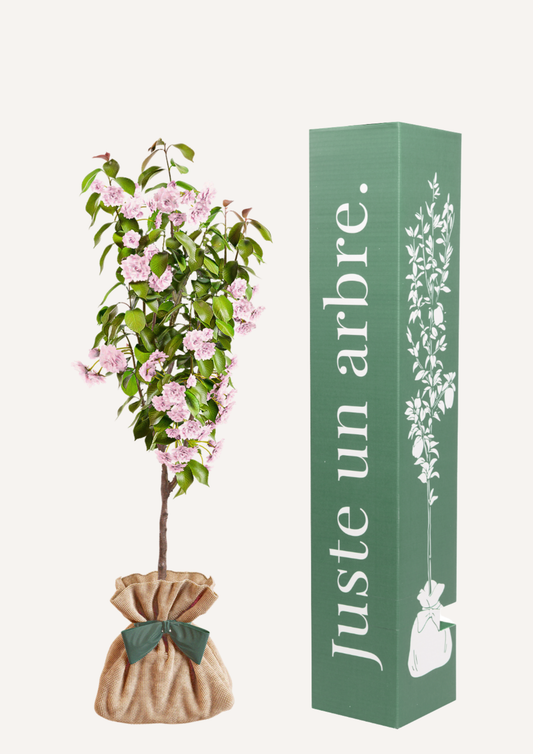 Cerisier du Japon Kanzan livré à domicile - arbre symbolique de renouveau et de beauté