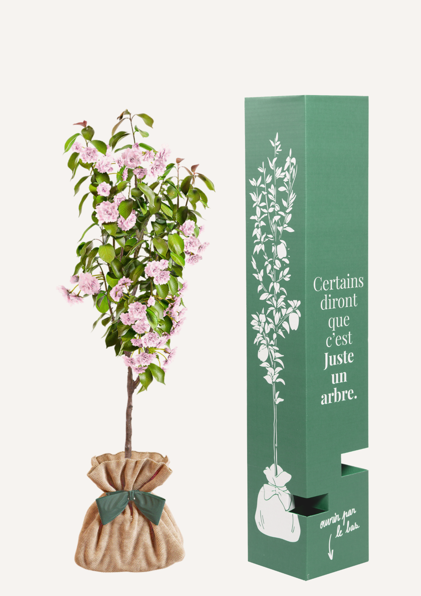 Prunus serrulata Kanzan avec floraison rose spectaculaire - cerisier japonais décoratif