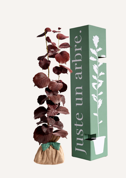 Noisetier pourpre en pot – idée cadeau arbre original à offrir