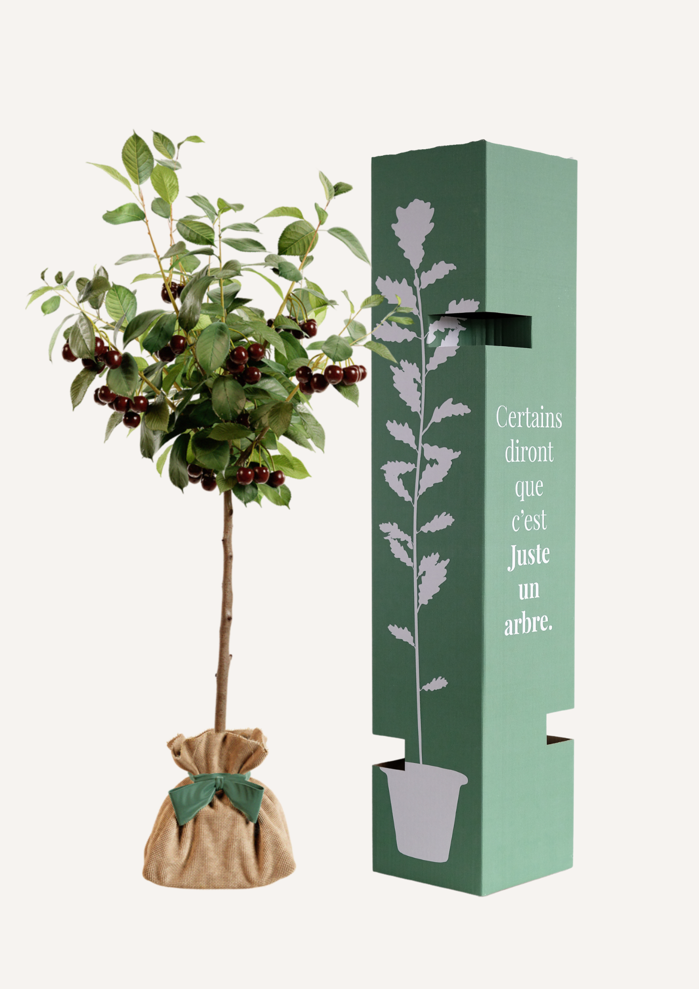 Planter un cerisier Bigarreau - arbre ornemental et gourmand pour jardin
