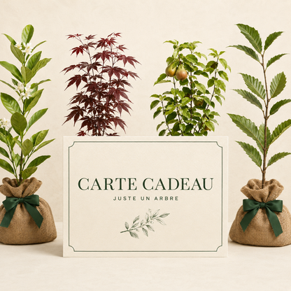 idée cadeau arbre
