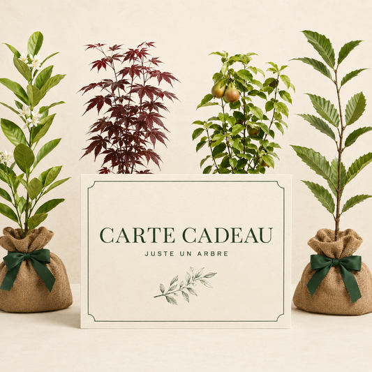 idée cadeau arbre