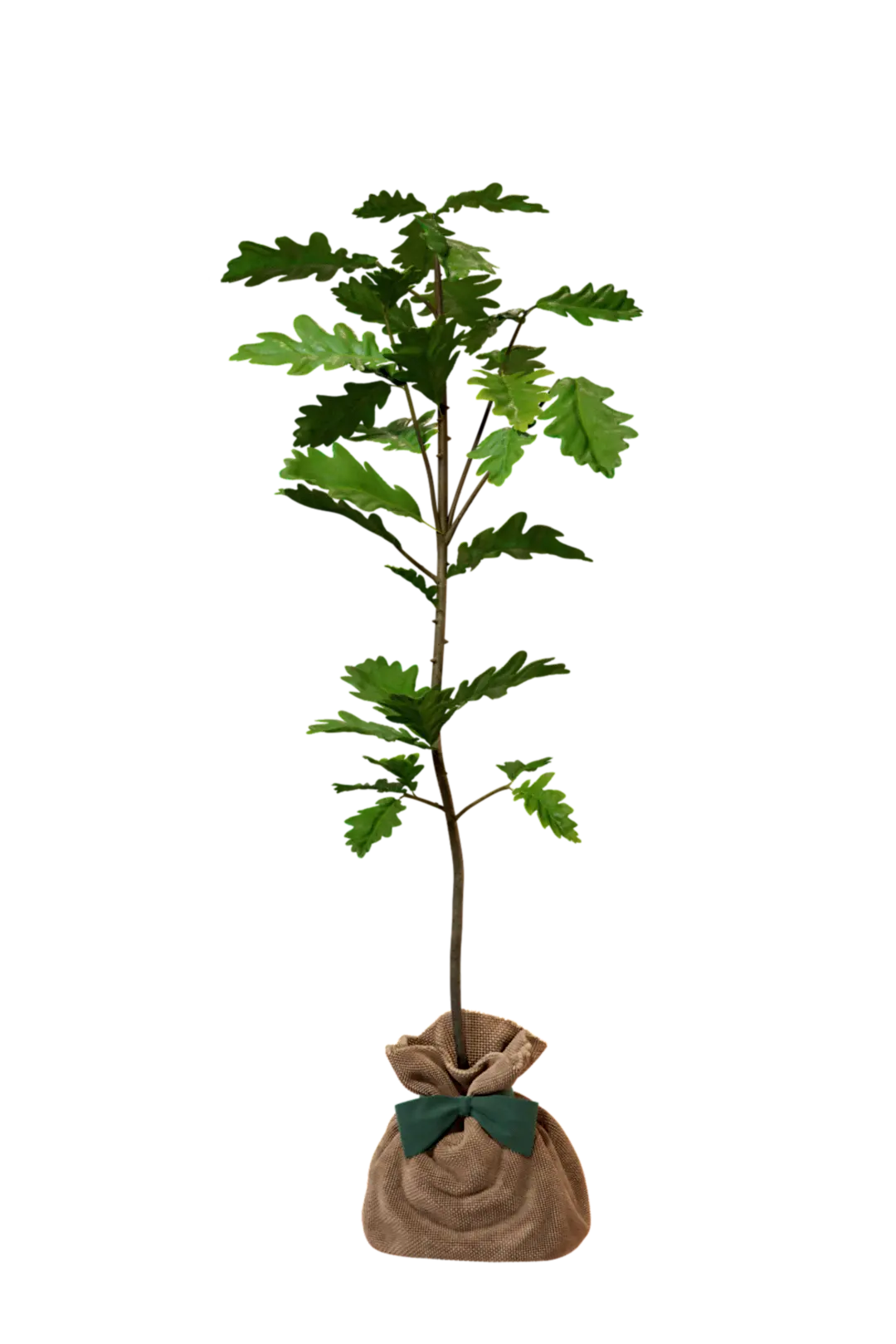 Chêne Pédonculé Juste Un Arbre — free download