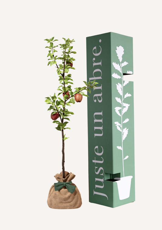 Pommier Reine des Reinettes à planter – Variété de pommier verger reconnue pour ses pommes savoureuses et parfumées. Idéal pour un jardin ou un verger à la maison. Offrir un pommier, c’est offrir un cadeau gourmand, symbolique et durable.