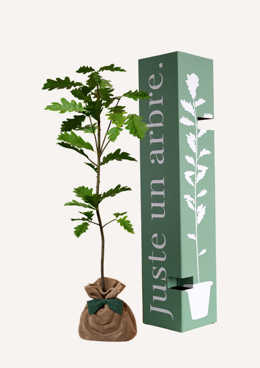 Chêne Pédonculé à planter – Arbre majestueux et résistant, symbole de force et de longévité. Idéal comme arbre hommage, arbre naissance ou arbre de deuil en remplacement des fleurs de deuil. Offrir un chêne, c’est offrir un arbre qui traverse les générations.