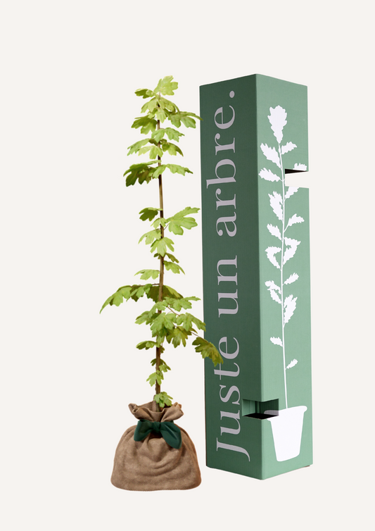 Érable Champêtre à planter – Arbre rustique au feuillage dense et coloré, parfait pour un jardin naturel ou une haie champêtre. Idéal pour apporter une touche d’élégance et de biodiversité aux espaces verts.