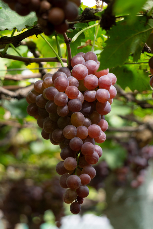 Fiche entretien : Vigne "Muscat de Hambourg"