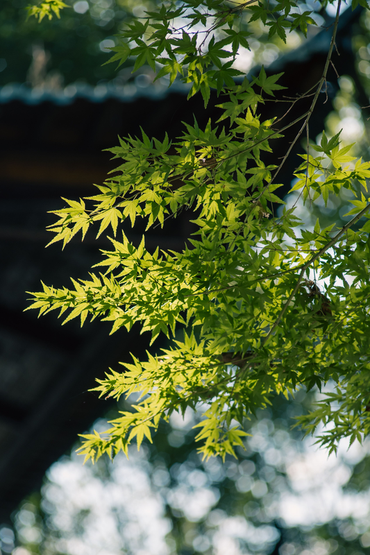 Fiche entretien : Érable du Japon "Going Green"
