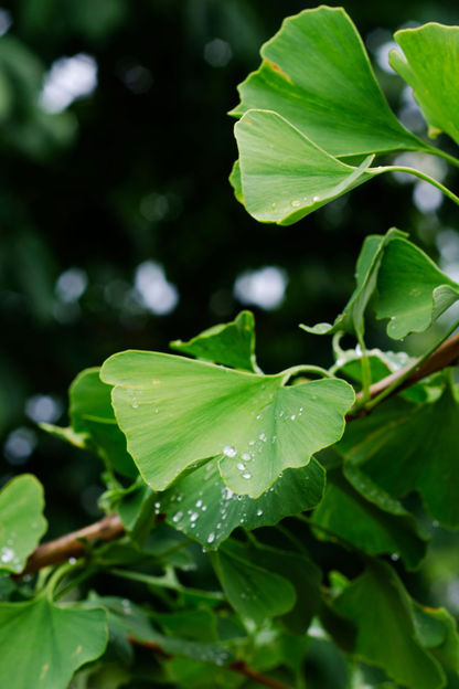 Fiche entretien : Ginko Biloba