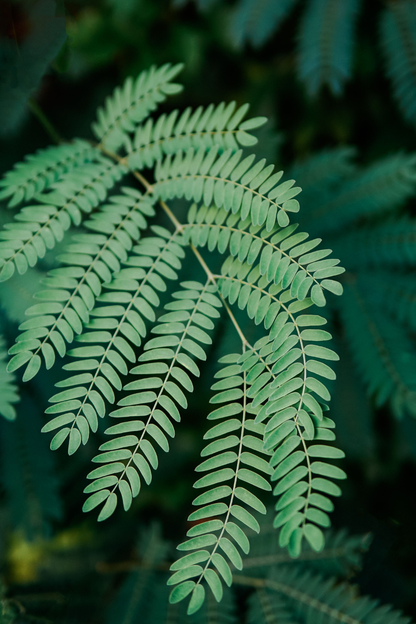 Fiche entretien : Albizia "Summer Chocolate"