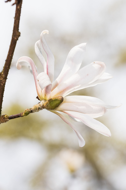 Fiche entretien : Magnolia étoilé