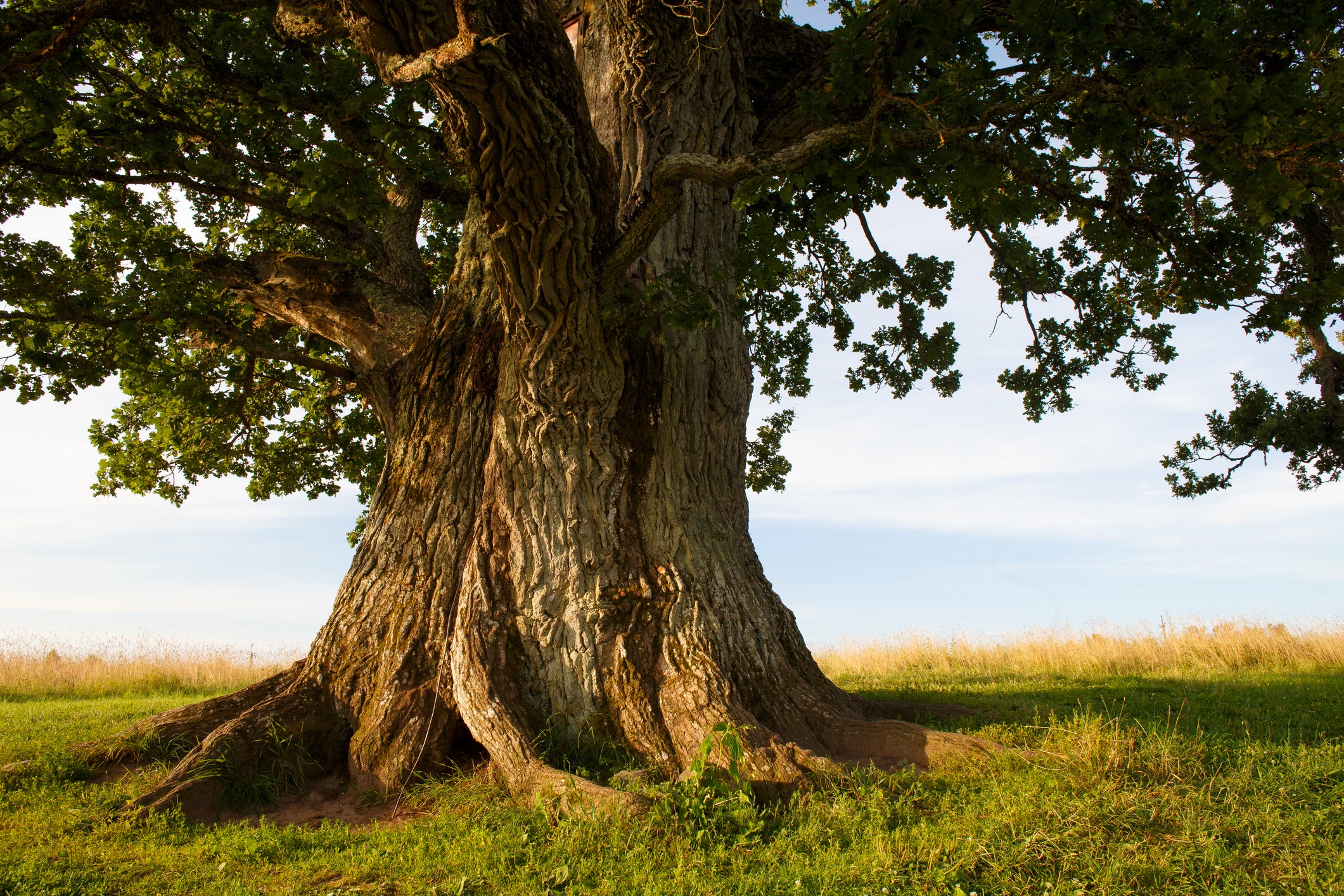 Arbre seul dans un pré