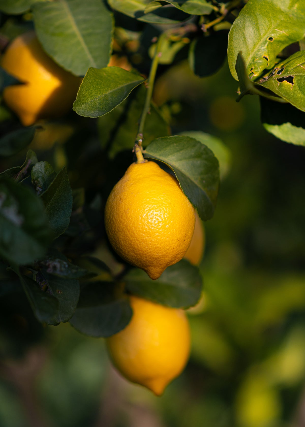 Fiche entretien : Citronnier des 4 saisons